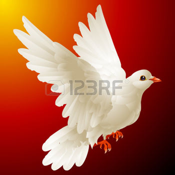 8202459-white-dove