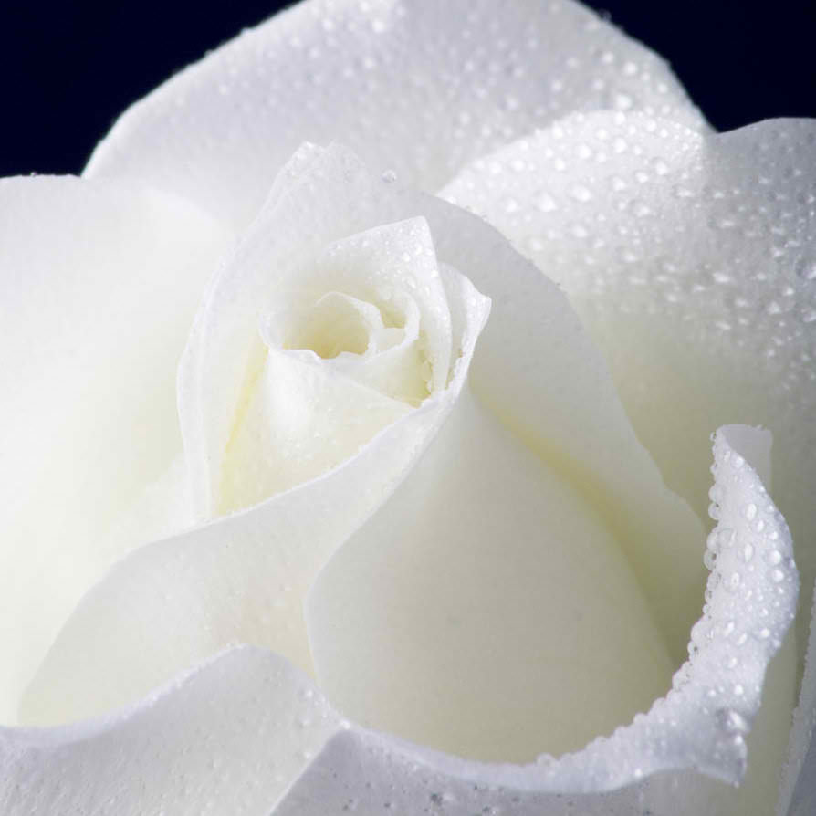 white_rose_