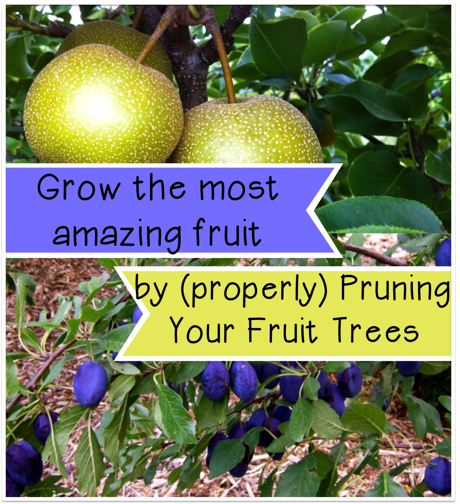 grow-the-most-amazing-fruit-by-properly-pruning-your-fruit-trees