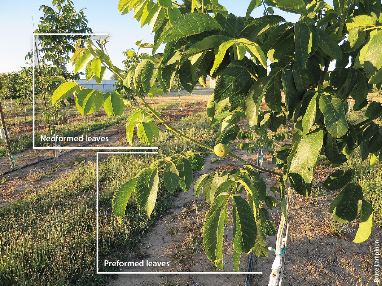 California Agriculture journal, April - June 2015, Volume 69 number 2. Water: New approaches to aquifer recharge. Research article: Howard walnut trees can be brought into bearing without annual pruning