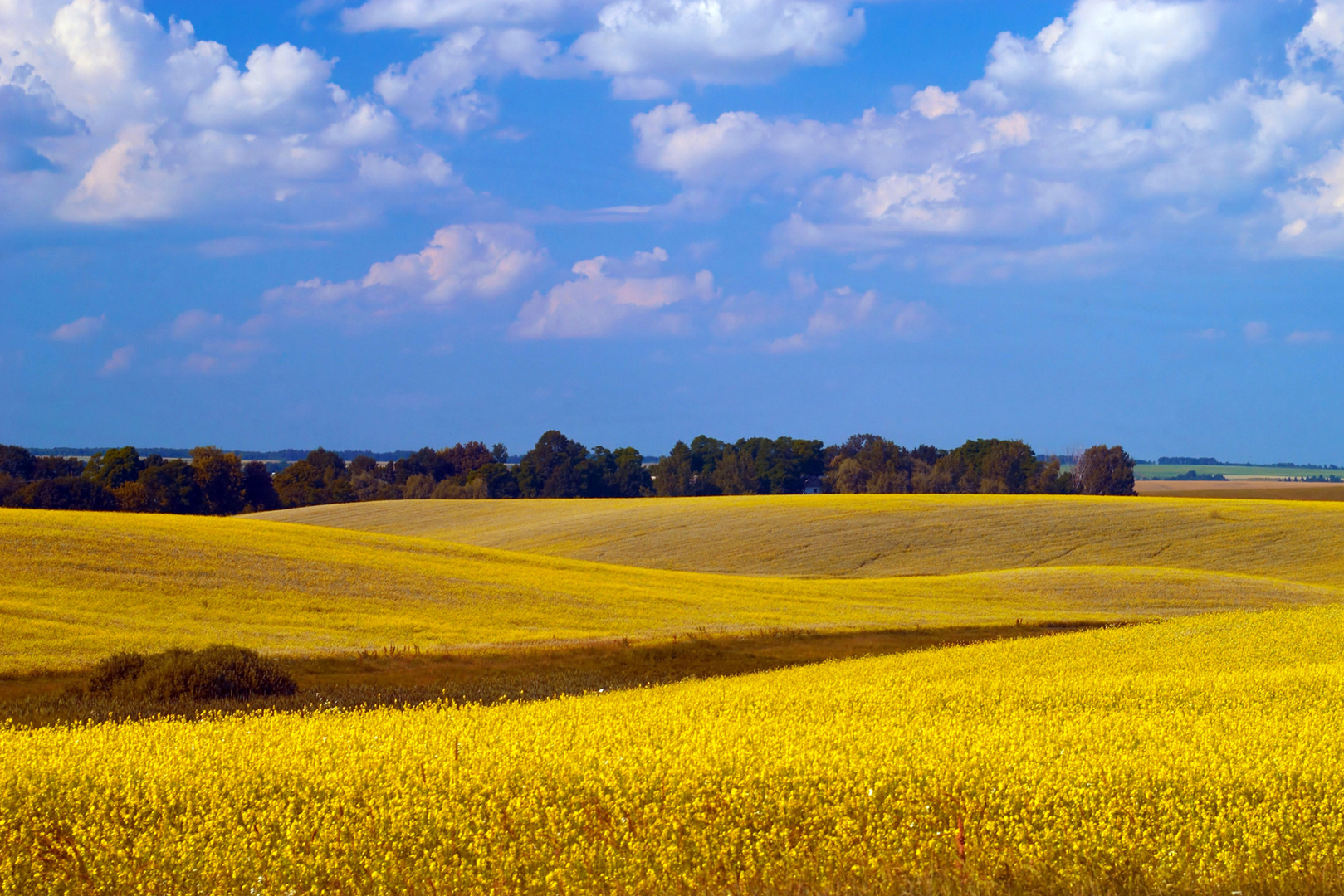 A landscape of yellow field and blue sky