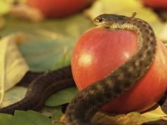 Is it ever God’s fault when we sin?