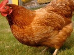 Drama In Church As Woman Gives Stolen Chicken As An Offertory