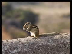 Pray Before You Leap