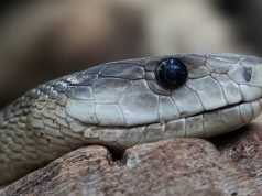 After the Dove, Beware of the Snake: 6 Times the Devil Loves to Attack You