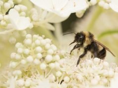 Too Busy to Die to Self