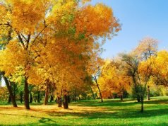 Reason(s) for the Season